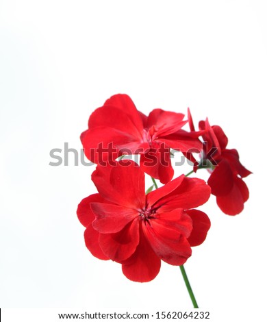 red flower isolated on white background, dark red color