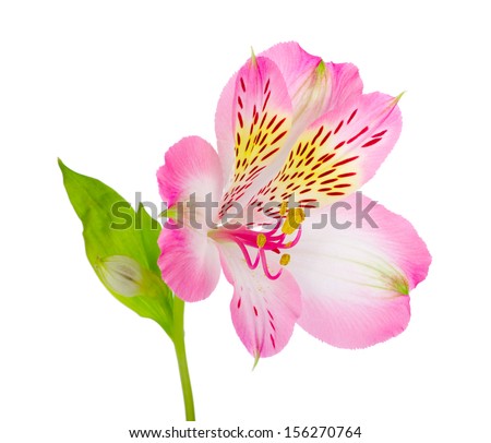 flower isolated on white 