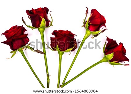 Red roses on a white background. Close-up.