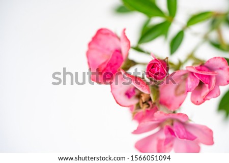 roses on a white background have copy space for background