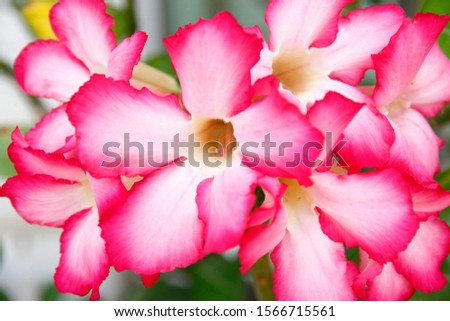 Adenium flower in a garden