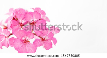 Pink flowers on white background close up and soft focus. Holiday card or banner with text on March 8.Flat position, top view.