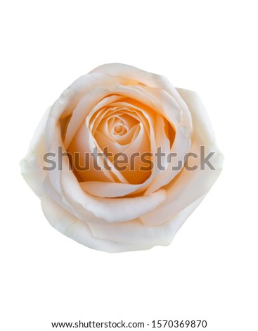 
One pink rose on a white background. Isolated.