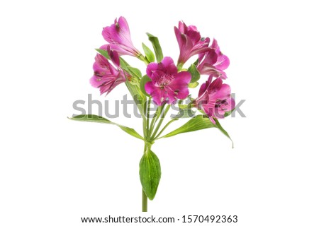 Purple alstroemeria flowers and foliage isolated against white