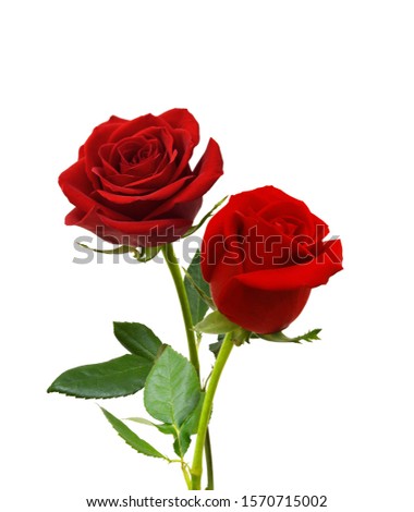 Two dark red roses isolated on white