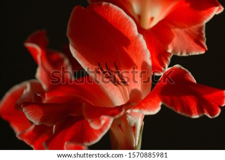 Red flowers with red background