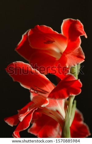Red flowers with red background