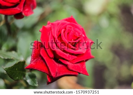A bright, red rose flower grows in the garden.  Orange bud of an open rose close-up.