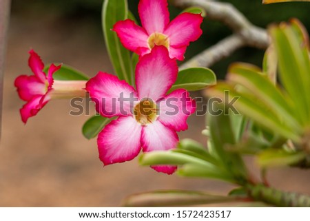 Pink adenium flowers with blur green leaves background.