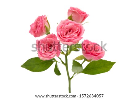 small roses isolated on white background
