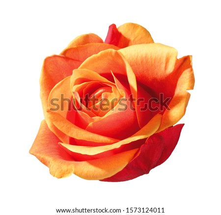 orange rose blossom on white background