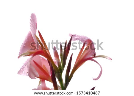 A bouquet of sweet pink Canna lilly flower blossom with droplets on white isolated background