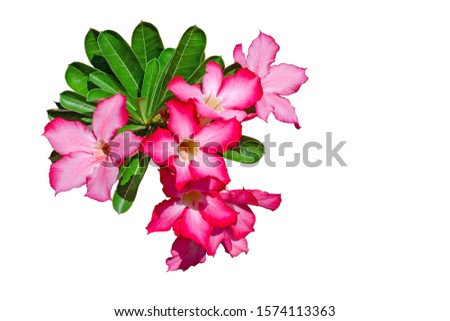 Desert rose or pink Adenium flowers isolated on white background.