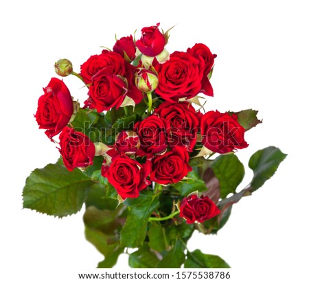 Bright flower bouquet isolated over white background. Fresh red roses closeup photo.