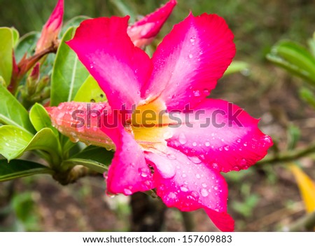 Water drop on  red desert rose flower close up and flowers at backgroud