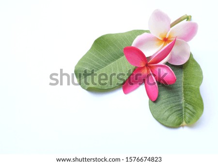 top view and flat lay fresh Pink Plumeria flowers on a white background