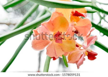 Close up of peach colored orchid flower in full bloom. Copy space. Selected focus. 
