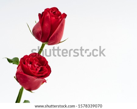 Valentine's Day background. Two red rose on white background. For card design and wedding.