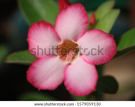 Beautiful Pink Flower in the Garden