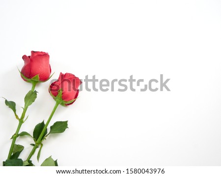 Valentine's Day background. Two red rose on white background, top view, space for text. For card design and wedding.