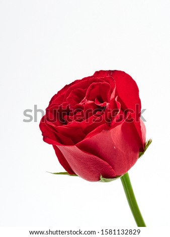 Red rose isolated on white background. Love symbol. Valentine's day present