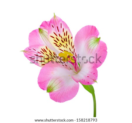 flower isolated on white background 