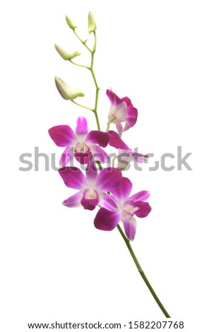 Purple White Orchid flowers blossom isolated on a white background.