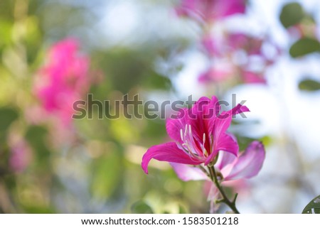 Blooming Purple Bauhinia flower at outdoor
