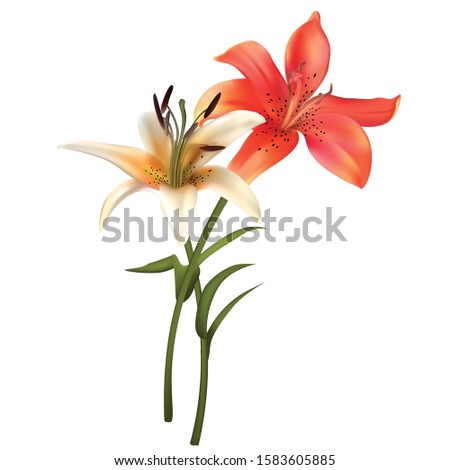 Floral background. Lilies. Bouquet. Orange. White. Green leaves. Flowers.