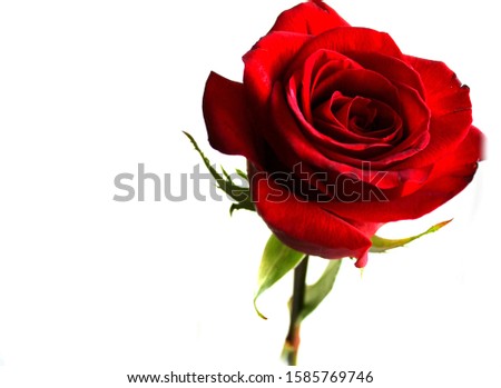 Red rose on a white background.Photo.