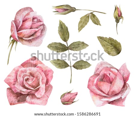 Set of pink roses, leaves and buds on white background. Watercolor hand drawn flowers. St. Valentines Day or wedding illustration