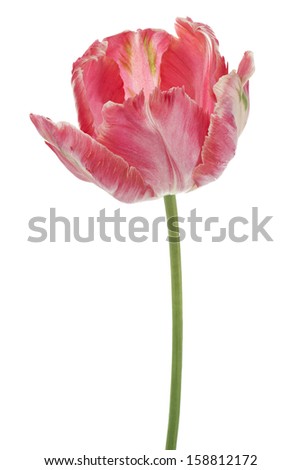 Studio Shot of Pink and Red Colored Tulip Flower Isolated on White Background. Large Depth of Field (DOF). Macro. National Flower of The Netherlands, Turkey and Hungary.