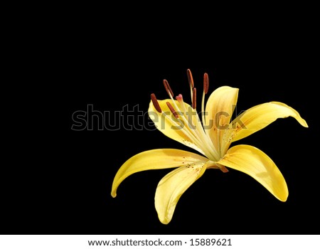 Yellow lily flower on black background.