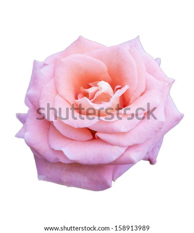 Pink rose on isolate background