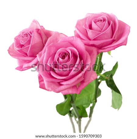 Beautiful roses flowers bunch isolated on white background