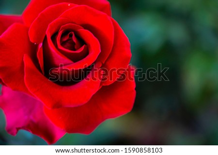 This rose has a strong hue, has a green background.