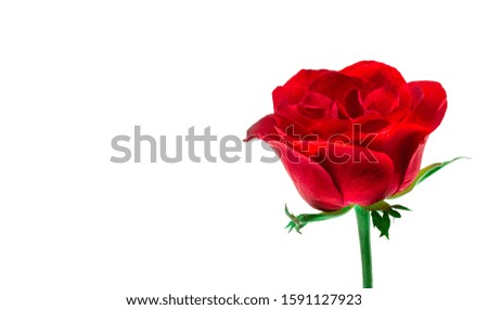 Red rose on a white background detail art love