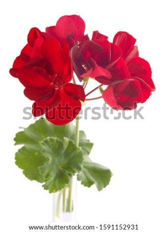 red flowers of geranium potted plant isolated close up