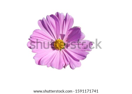 Purple flowers on a white background.Make clipping path.