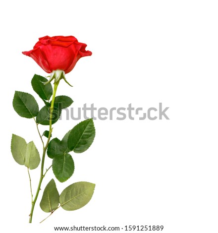 Flower bud roses on a white background. nature