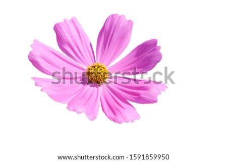 pink Cosmos flower isolated on white background.Make clipping path.   