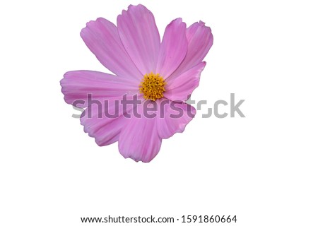 pink Cosmos flower isolated on white background.Make clipping path.   