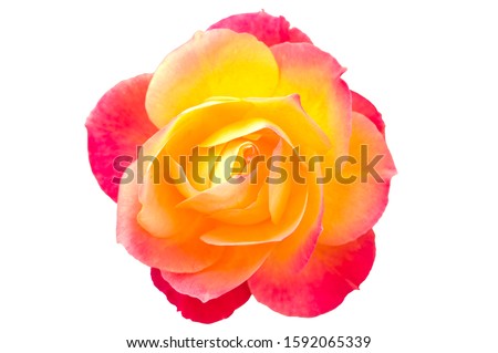 Yellow Red rose isolated on white background.
