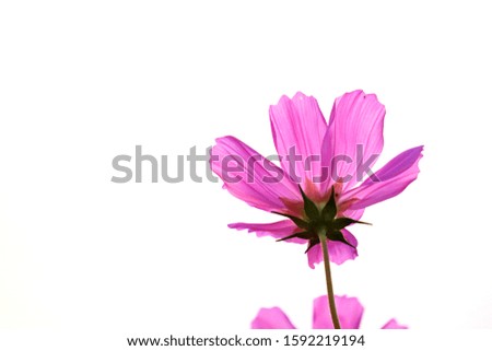 Low angle under blooming of cosmos flowers on white background.