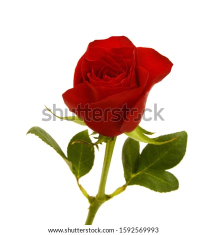 A flower of rose. Isolated on white 