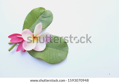 close up Pink plumeria flowers on a white background