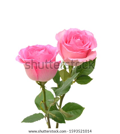 Wedding pink roses bouquet isolated on white background 