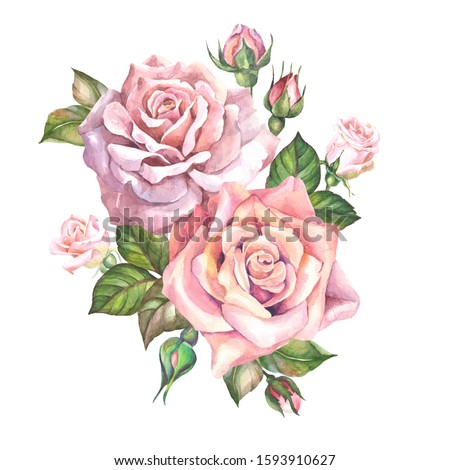 two watercolor roses with buds.watercolor.