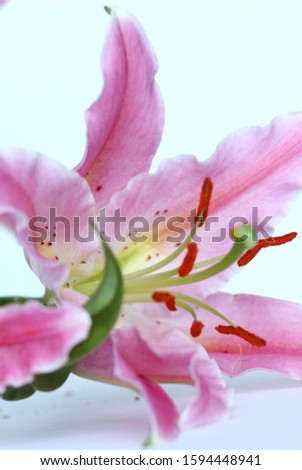 Minimalistic pink lilies on a white background 
