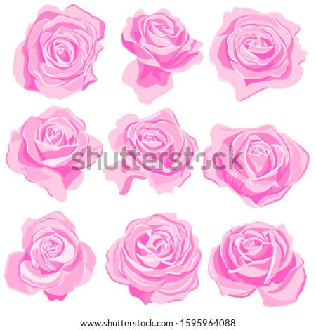 vector drawing pink flowers of roses, isolated floral elements at white background, hand drawn illustration
